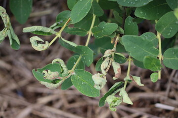 Honeysuckle or honeyberry (Lonicera caerulea) leaves damage by Taterian honeysuckle aphid (Hyadaphis tataricae) in garden