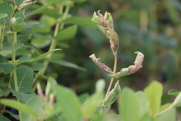Honeysuckle or honeyberry (Lonicera caerulea) leaves damage by Taterian honeysuckle aphid (Hyadaphis tataricae) in garden