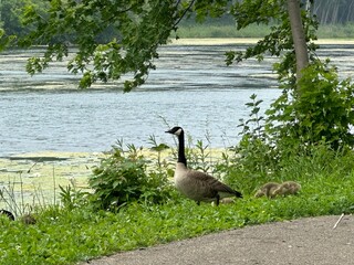 canada goose on the grass