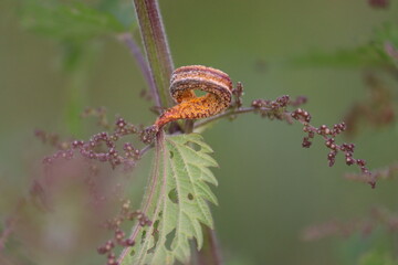Nettle Clustercup Rust Fungus or Puccinia urticata on leaf of nettle