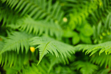 Close-up of lush, green fern leaves in a tropical forest. The detailed texture and vibrant color