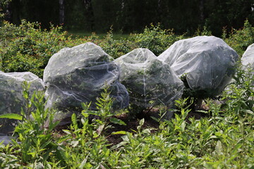 Protecting honeysuckle berries from being eaten by birds by covering plants with nets