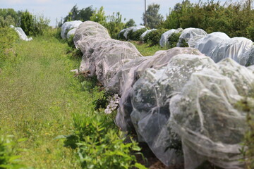 Protecting honeysuckle berries from being eaten by birds by covering plants with nets