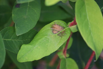 Sunburn on honeysuckle or honeyberry (Lonicera caerulea) leaf in garden
