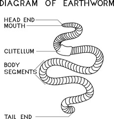 Coloring page with structure of earthworm for biology lesson