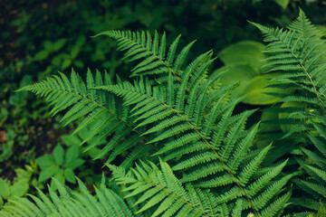 Close-up of lush, green fern leaves in a tropical forest. The detailed texture and vibrant color