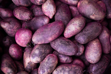 Close up of many raw organic purple potatoes filling frame,harvest background