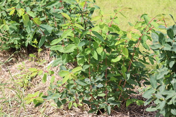 Honeysuckle or honeyberry (Lonicera caerulea) plant in summer garden