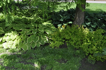Garden landscape with different varieties of hosta plants