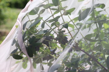 Protecting honeysuckle berries from being eaten by birds by covering plants with nets