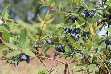 Fruiting honeysuckle or honeyberry (Lonicera caerulea) bush with ripe blue berries and leaves in summer garden