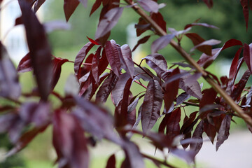 Peach tree branch with burgundy leaves in summer garden