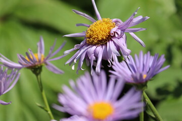 Obraz premium Flowers of blue alpine daisy (Aster alpinus) in summer garden