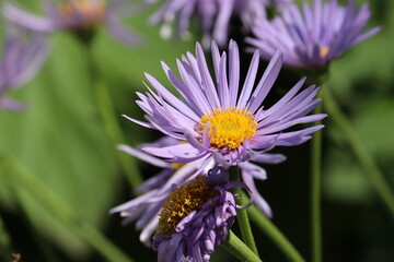 Fototapeta premium Flowers of blue alpine daisy (Aster alpinus) in summer garden