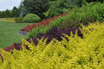  Vibrant garden landscape with ornamental bushes in green, yellow, and red colors, colorful foliage plants, landscaped park, decorative shrubbery