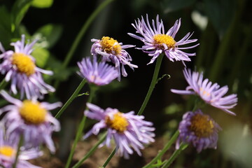 Obraz premium Flowers of blue alpine daisy (Aster alpinus) in summer garden