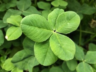 four leaf clover