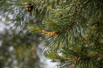 Pine Tree Branch with Male Cones and Dew Drops in Sunlight