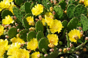 Opuntia terrestris L. prostrate cactus blooms with yellow flower nature flora