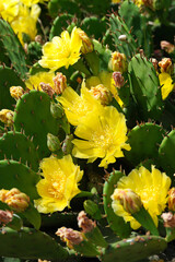 Opuntia terrestris L. prostrate cactus blooms with yellow flower nature flora