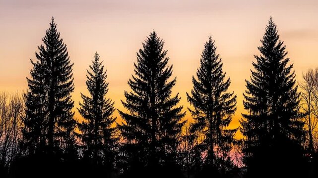 Silhouettes of evergreen trees at sunset.  Dark shapes of pine trees against a pale orange and gold sky.  A peaceful, tranquil scene