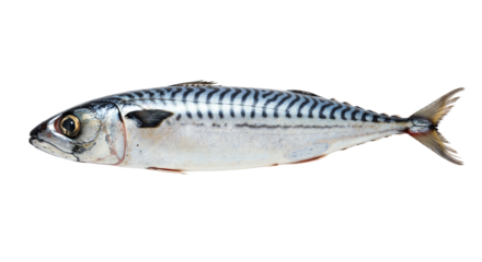 Fresh mackerel fish on a transparent background  
