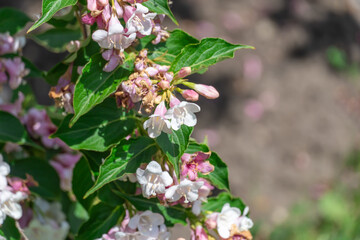 Flowering pink weigela florida blooming in garden in summer. Hedge from flowers the honeysuckle family on yard. Low growing variety with pale-pink bells and ornamental leaves. Inflorescence variegata.