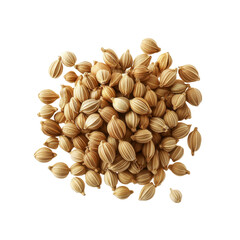 Aromatic Coriander Seeds Close Up