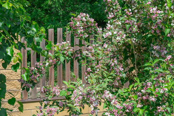 Flowering pink weigela florida blooming in garden in summer. Hedge from flowers the honeysuckle...