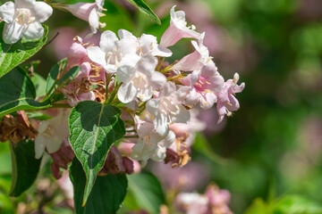 Flowering pink weigela florida blooming in garden in summer. Hedge from flowers the honeysuckle family on yard. Low growing variety with pale-pink bells and ornamental leaves. Inflorescence variegata.