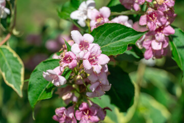 Flowering pink weigela florida blooming in garden in summer. Hedge from flowers the honeysuckle...