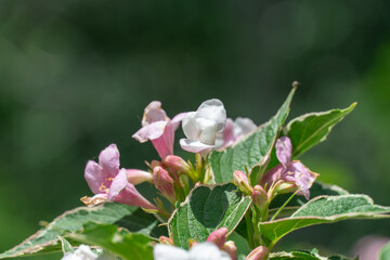 Flowering pink weigela florida blooming in garden in summer. Hedge from flowers the honeysuckle family on yard. Low growing variety with pale-pink bells and ornamental leaves. Inflorescence variegata.