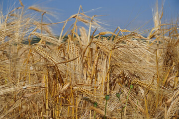 
mature yellow wheat field background texture hay cereal nature
