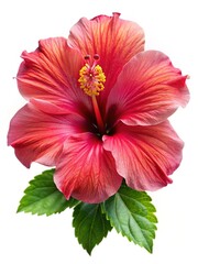 Close up of a vibrant red hibiscus flower with bright yellow stamen