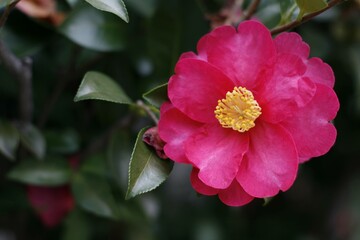 サザンカ Sasanqua camellia (Camellia sasanqua)