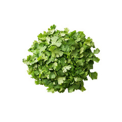 Obraz premium Fresh Cilantro Bunch, Top View, Isolated on Black Background