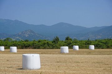 Obraz premium Wrapped stacks of straw lie on the field after harvesting nature farm hay rural