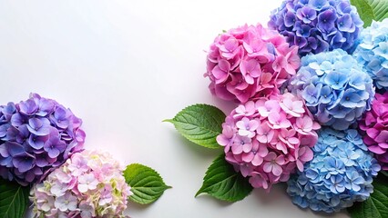Elegant arrangement of vibrant hydrangea blooms creating a soft and colorful aesthetic