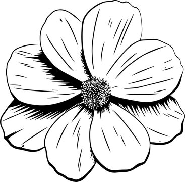 Fototapeta Line art is showing daisy blossom with stippled center, shading lines, transparent background