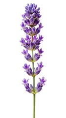 Naklejka premium Close up shot of beautiful aromatic lavender flower on a white background