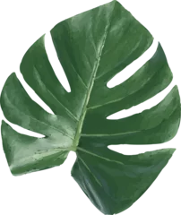 Gardinen Showing Monstera leaf digital illustration on clear background with green splits and fenestrations © vectorfusionart