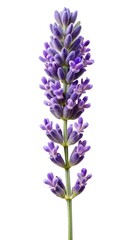 Fototapeta premium Isolated Lavandula Angustifolia Flower Spike against a White Background Shows Delicate Details