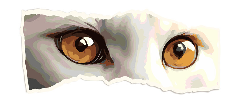 Fototapeta Stylized art featuring torn paper strip with fiber edges and feline amber eyes on clear background
