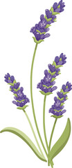 Showing lavender stems bearing purple buds and green leaves in flat design, transparent background