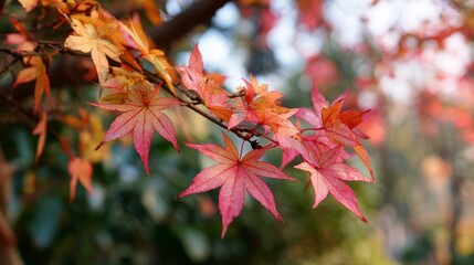 A tree branch with red leaves is shown in the image