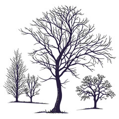 Fototapeta premium minimal botanical graphic sketch drawing trendy