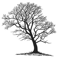 Obraz premium minimal botanical graphic sketch drawing trendy