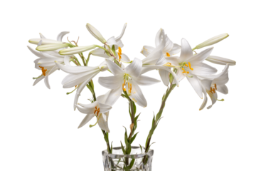 Bouquet of white fragrant lilies in a crystal vase isolated on a transparent background. Graphic resources. Close-up.