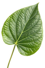 Obraz premium Kava leaf on white background