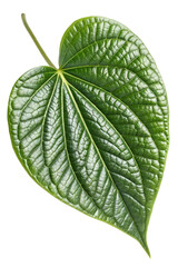 Obraz premium green Piper methysticum leaf on white background